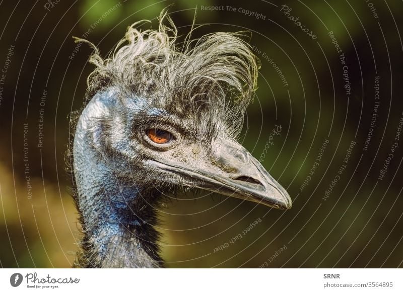 Portrait of Emu animal avian avifauna bill bird emu feathered feathery flightless native bird neck ostrich perched plumage portrait ratite