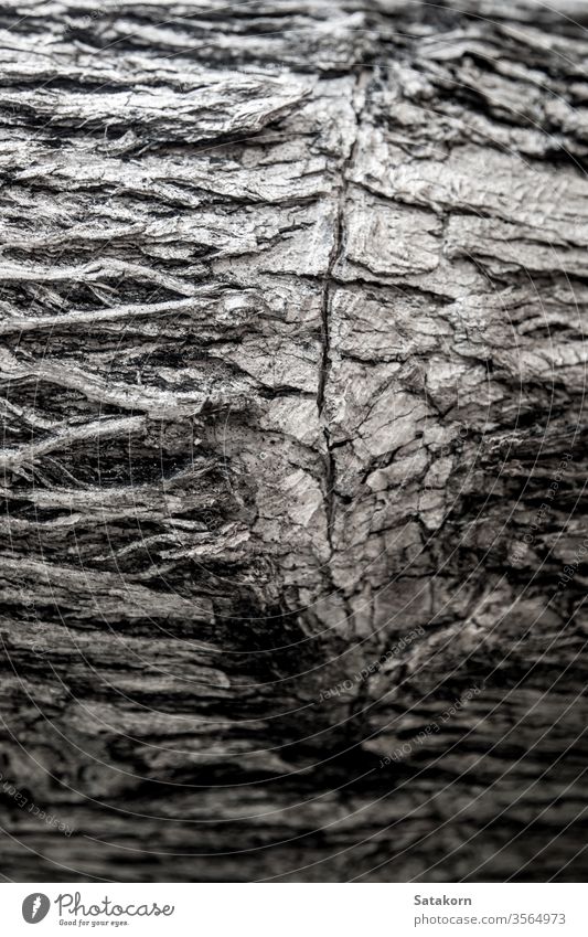Surface texture and trenches on the bark of tree trunk bole surface crack rough detail background ecology botanical forest life nature aged old plant rind