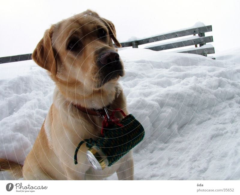 beer dog Dog Labrador Winter Beer Tin Delivery person Neckband Snow Dog collar