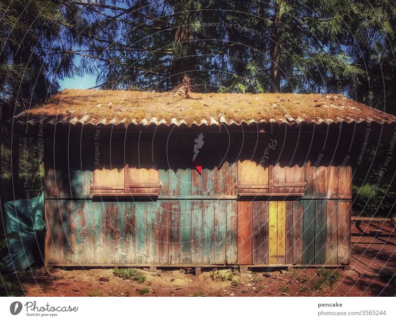old | aldehydes hut wood variegated Forest Weathered Moss Colour photo Exterior shot House (Residential Structure) Wooden hut
