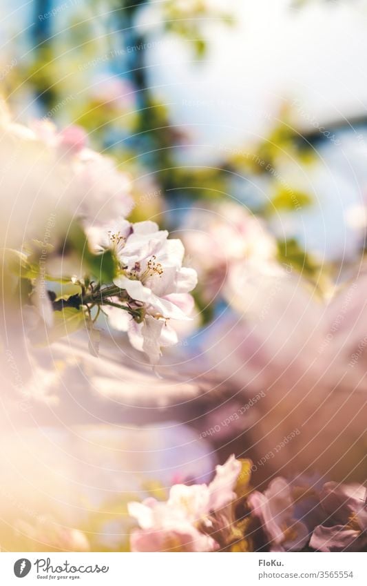 Apple blossom in sunlight with shallow depth of field Nature Apple tree spring bleed Plant Blossoming White Exterior shot Colour photo green Beautiful weather