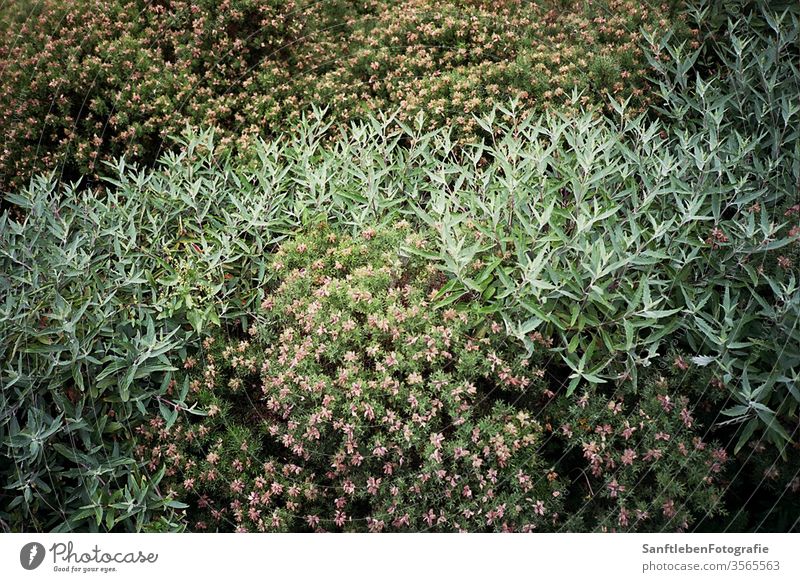 Hedge with flowers green bushes Colour photo Nature Environment Exterior shot Day Plant Park spring flaked natural overgrown carpet of flowers leaves Leaf bud