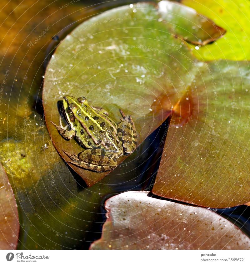 storchperspektive Frosch Seerose Seerosenblatt Teich Wasser Tier sitzen Sonnenschein Garten Natur Lebewesen Detail Pflanze grün Storch Perspektive