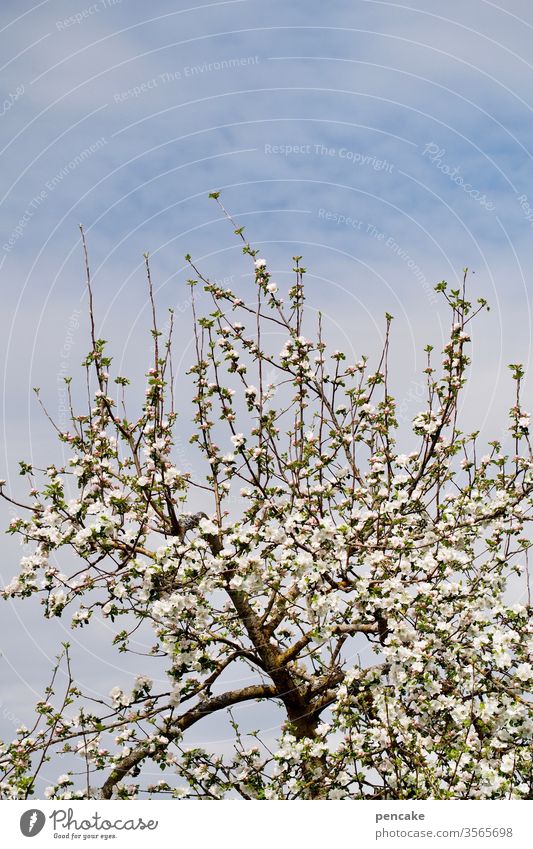 blütezeit Apfelbaum Blüte Frühling Neubeginn Blütezeit Baum Obstbaum blauer Himmel Detail Leben blühen Garten wachsen Äste