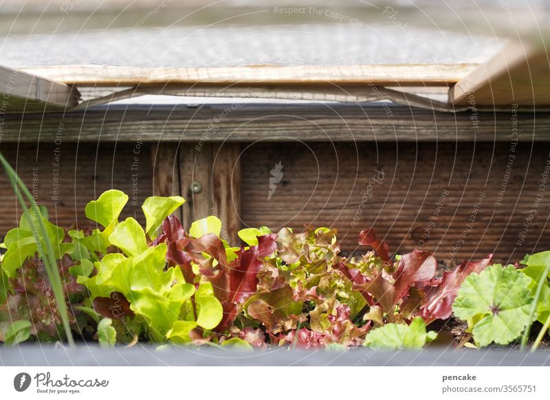 daheim Salatpflanzen Garten Hochbeet Schutzhaube Holz grün Selbstversorger Pflanzen wachsen