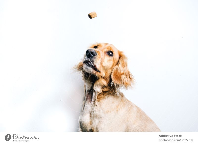 Dog catching food on white background dog pet snack eat breed animal canine domestic healthy active friend cute energy golden adorable purebred sit