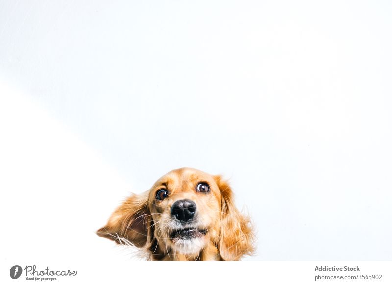 Happy purebred dog on white background pet happy breed funny cute animal canine domestic collar active friend golden retriever playful energy big positive
