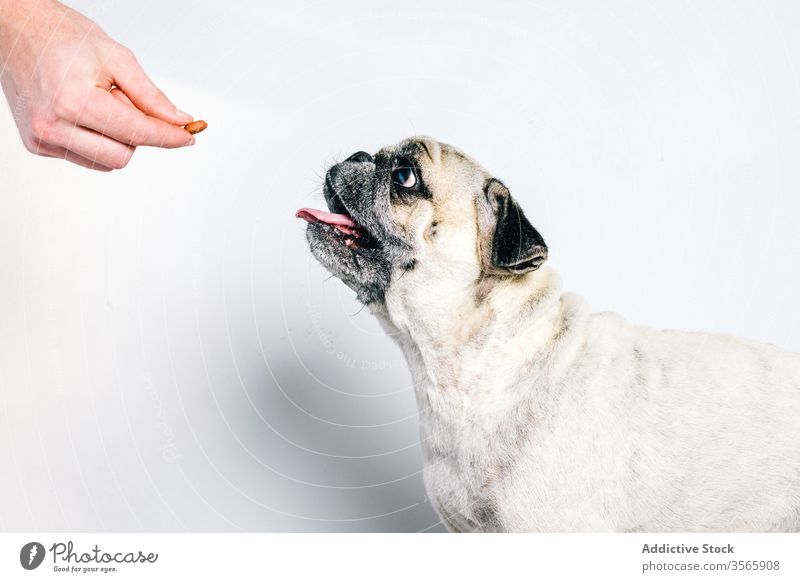 Owner giving food to dog pet snack eat owner hand give breed pug animal canine domestic healthy friend purebred cute adorable sit obedient treat fauna feed meal