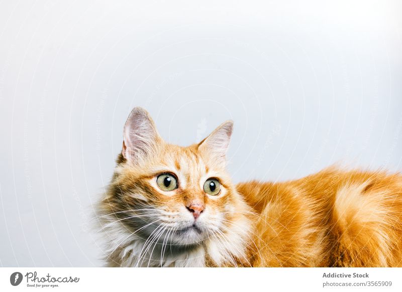 Funny attentive cat on white background ginger frighten scare funny tabby pet domestic animal breed feline curious fur fluff attention mammal muzzle cute