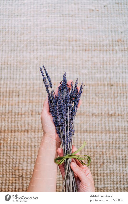 Anonymous person aromatic sprig of lavender bouquet fragrant flower purple fragile dried ribbon tied bloom rug plant blossom woven daytime floral gift violet