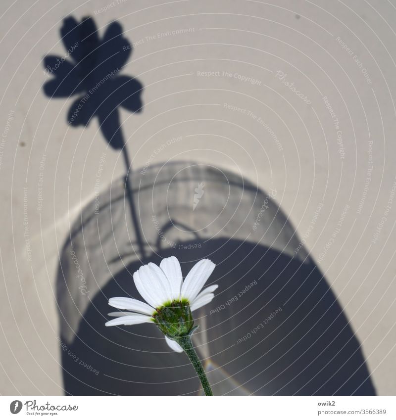 ramp sow flowers Small Shadow margarite bleed petals Vase Shadow play Detail Copy Space top Copy Space right Colour photo Deserted Plant White Close-up