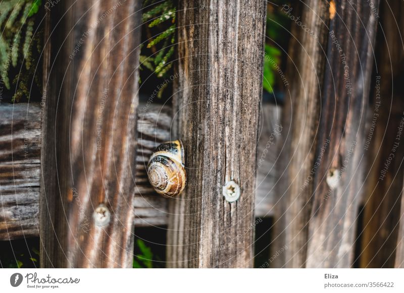 A snail in its shell on a wooden fence Crumpet Snail shell Wooden fence Fence out Nature Round covert Close-up Spiral Brown Hide House (Residential Structure)