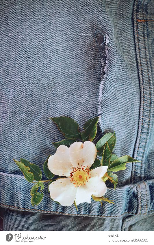 Agreement flowers bleed Dog rose Rose blossom Flower wreath petals leaves Pants jeans Old washed out Arranged still life Copy Space top Copy Space left