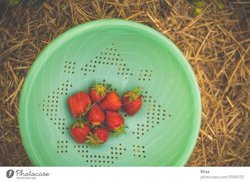 Strawberries in a turquoise sieve Strawberry amass Sieve Field Delicious reap Pick strawberry field fruit Red Harvest Fresh Nature Mature Food Vitamin Fruity