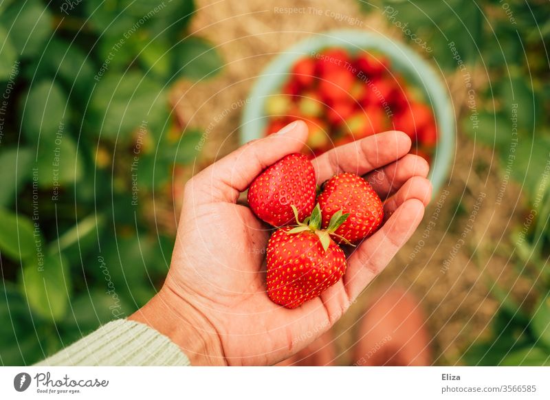 A person holds home-picked strawberries in his hand in the strawberry field Strawberry Mature self picking pick your own oneself Field Tavern regionally