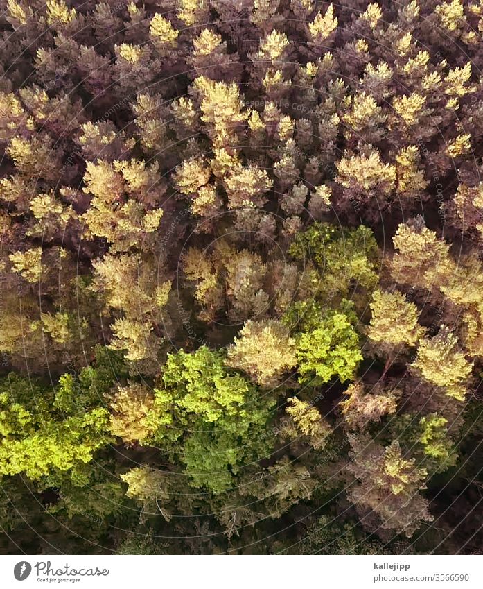 forest from the bird's eye view Forest drone photo droning Mixed forest Sunlight green nature conservation Nature Colour photo tree Exterior shot Deserted