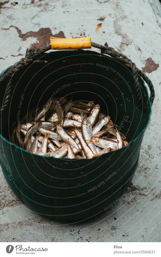 A bucket full of silver fish caught - a Royalty Free Stock Photo from  Photocase