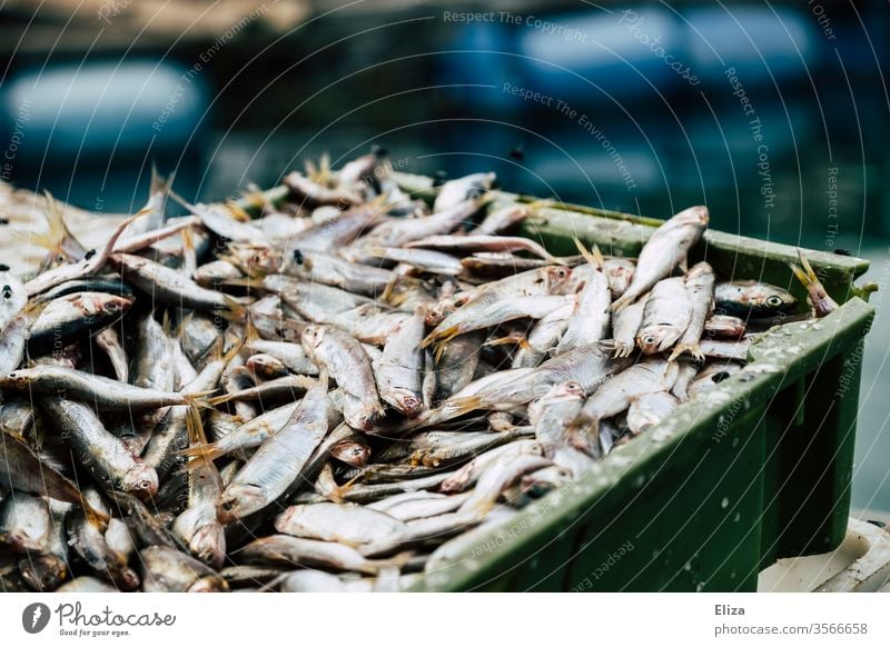 Many freshly caught silver fish on a pile in a box fishing Captured Fresh Fishery Flake Silver Fish market Crate Dead animal Close-up Nutrition bustle