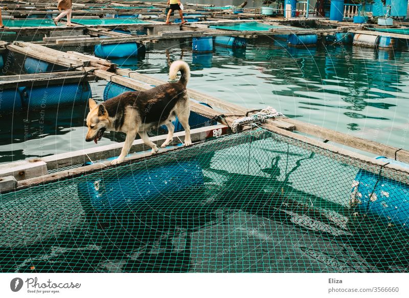 A dog walking on the wooden planks in a floating village in Halong Bay, Vietnam Dog Halong bay fishing Net Fishing net Life Exceptional Vacation & Travel Water