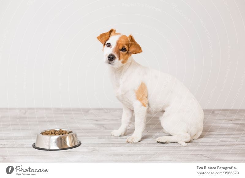 cute small dog sitting and waiting to eat his bowl of dog food. Pets indoors. Concept healthy hungry terrier white fur puppy snack feeding pedigree breed