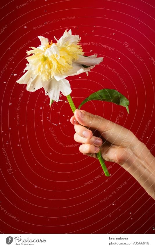 Closeup of woman's hand holding white Honey Gold Peony with splashing water drops, selective focus motion drops water female petal yellow bouquet summer bloom