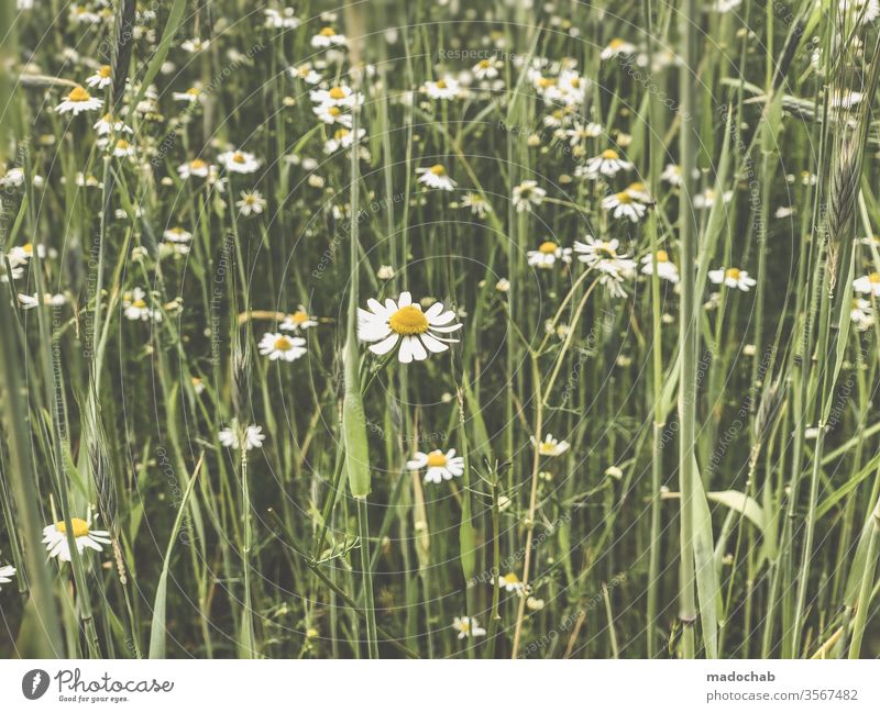 Daisies or chamomile Meadow Blimen Nature Grass Summer Plant flowers green Environment bleed spring Daisy Blossoming Deserted Flower meadow Colour photo Growth