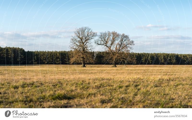 Old two trees on a dry meadow in front of a forest remote beautiful big blue branch clouds color colorful country countryside day empty environment europe field