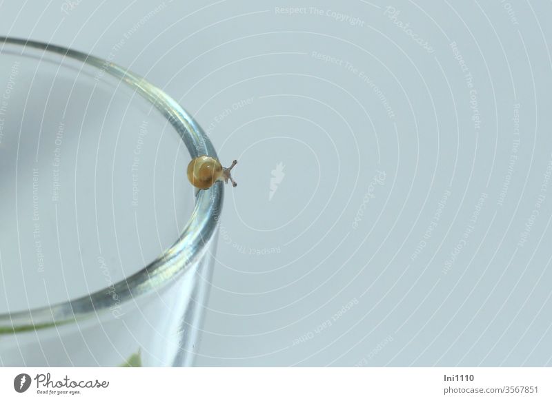 Mini-screw without housing shortage sits on glass edge Mini snail Crumpet escargot crawling animal Diminutive Transparent Animal Snail shell wax explore