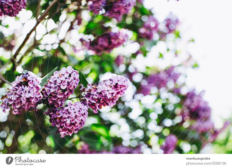 Fresh lilac bush with bokeh Lilac lilac blossom Summer Fragrance purple shrub