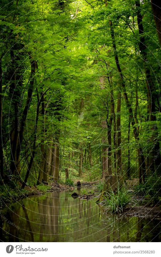 jungle fever jungles Forest green green hell Nature natural Isar Brook Lake reflection huts Water watercourse thickets tree Reflection Landscape River