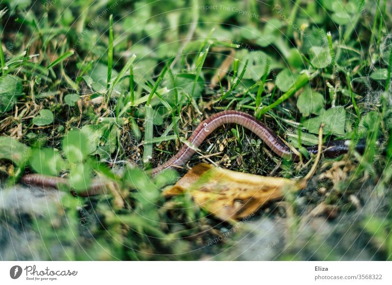 An earthworm in the green grass on the meadow Earthworm Meadow Grass Near meander Worm Animal Clover Nature Wet