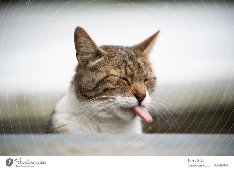 funny portrait of a cat with its tongue stuck out Cat pets mixed breed cat Outdoors Nature White tabby One animal feline Pelt indecent protruding tongue Long
