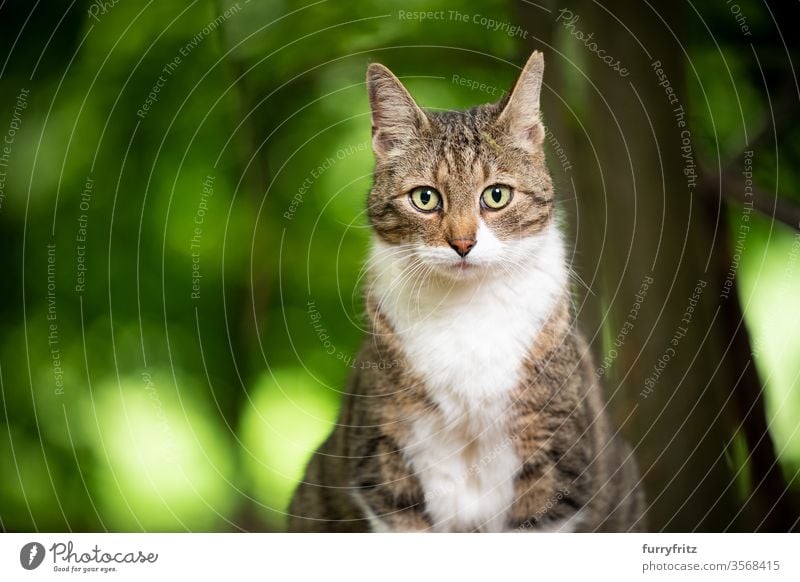 white tabby cat with ear notch outside in the forest Cat pets mixed breed cat Outdoors Nature White One animal green Forest feline Pelt look into the camera
