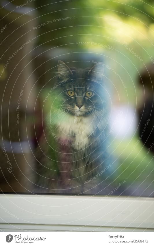 maine coon cat inside with view out the window Cat pets purebred cat Longhaired cat White blue blotched Window look out the window feline Pelt Fluffy green