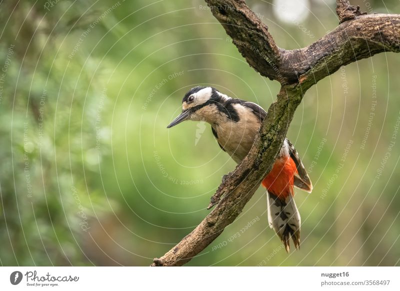 spotted woodpecker on a branch Spotted woodpecker Colour photo birds Exterior shot Animal Nature Animal portrait Wild animal 1 Environment Deserted Forest tree