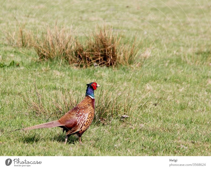at bridal show - male pheasant on a moor meadow with grass and rushes Pheasant Manly birds Animal Wild animal plumage Nature natural Exterior shot animal world