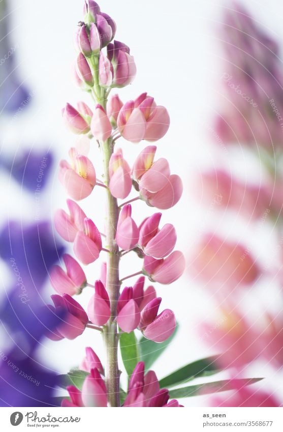 lupins bleed Plant Bud Flowering plant Garden Summer spring purple pink green Nature flowers Colour photo Close-up Shallow depth of field Detail Blossoming Blur