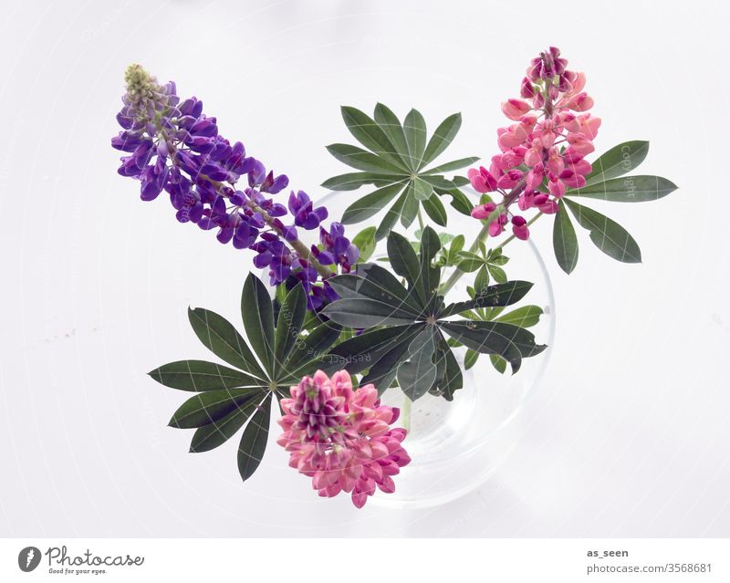 lupins bleed Plant Bud Flowering plant Summer spring purple pink green Nature flowers Colour photo Close-up Blossoming already Pink Growth Spring fever Esthetic