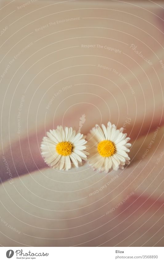 two daisies on a pale pink background Daisy Pink Couple In pairs Artistic Delicate Smooth 2 flowers bleed Together already spring Summer Blossoming tawdry
