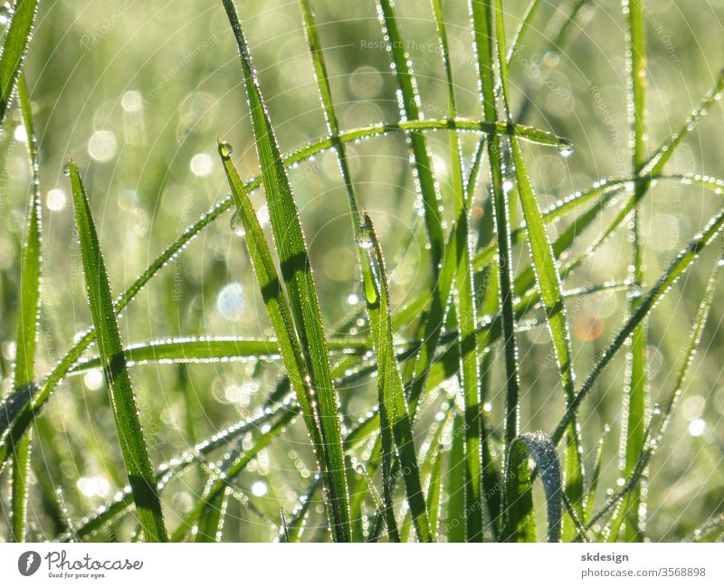 Close-up of wet blades of grass with sparkling water drops against the light Damp Drops of water Fresh Effervescent Nature reserve globe glittering Meadow Light