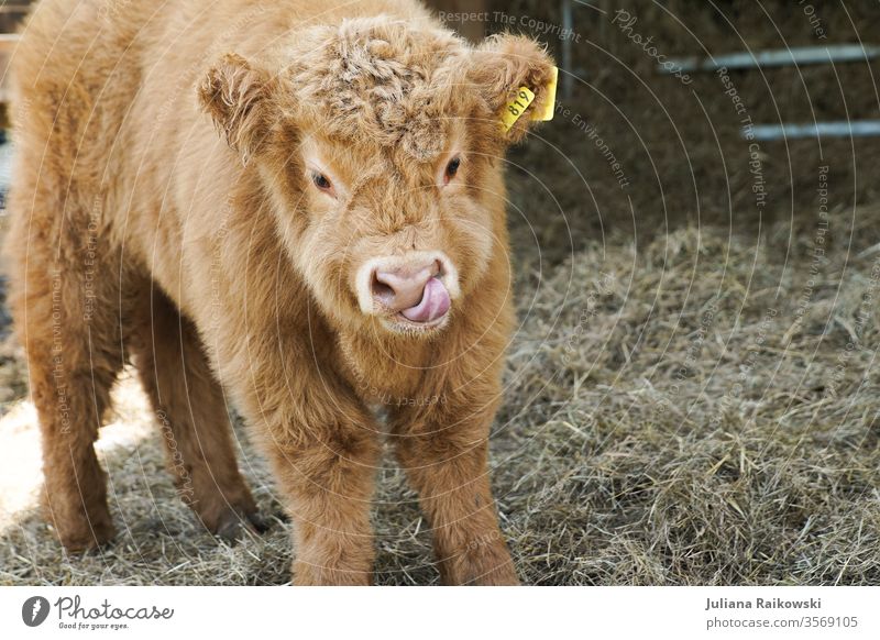 sweet highland beef calf highland cattle Calf chill Animal Exterior shot Farm animal Highland cattle Brown Day Cattle horns Pelt Animal portrait Willow tree