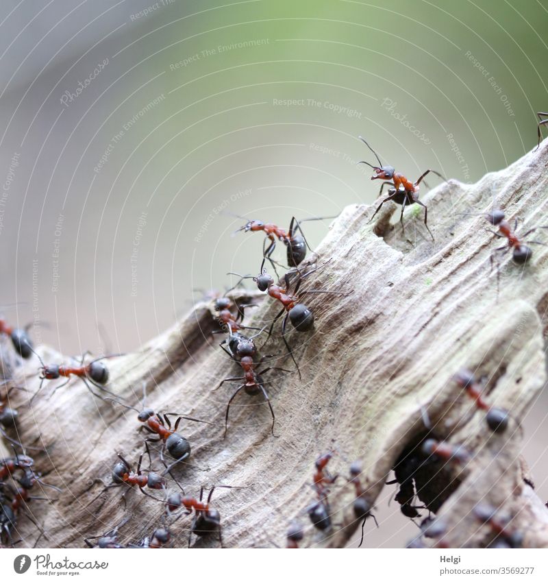 Close-up of industrious forest ants on a piece of wood in the wild Ant Waldameise Animal Insect Wild animal Nature Environment Crawl Naur protection