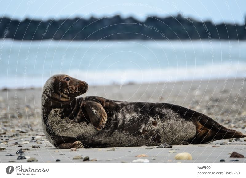 Grey seal on the beach of Helgoland Gray seal Wild animal Seals North Sea Coast Beach Animal 1 Island Ocean Water natural Environment Nature Lie