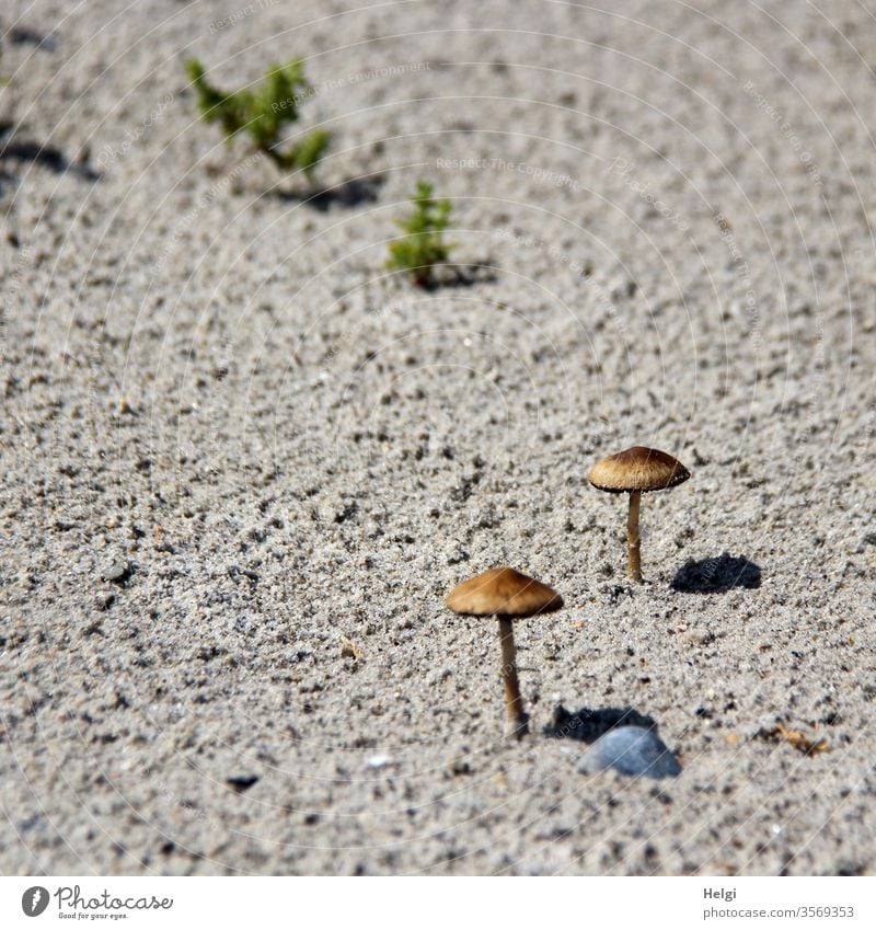 Parasols - two tiny little mushrooms stand on the sandy beach in the sun and cast shadows Mushroom Sand Beach Summer Light Shadow Vacation & Travel
