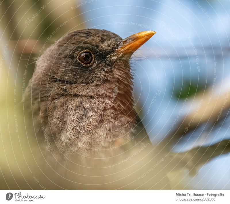 Portrait of a blackbird Blackbird birds Animal face Eyes Beak Feather Plumed Wild animal Nature tree Twigs and branches flaked Sky Beautiful weather Sunlight