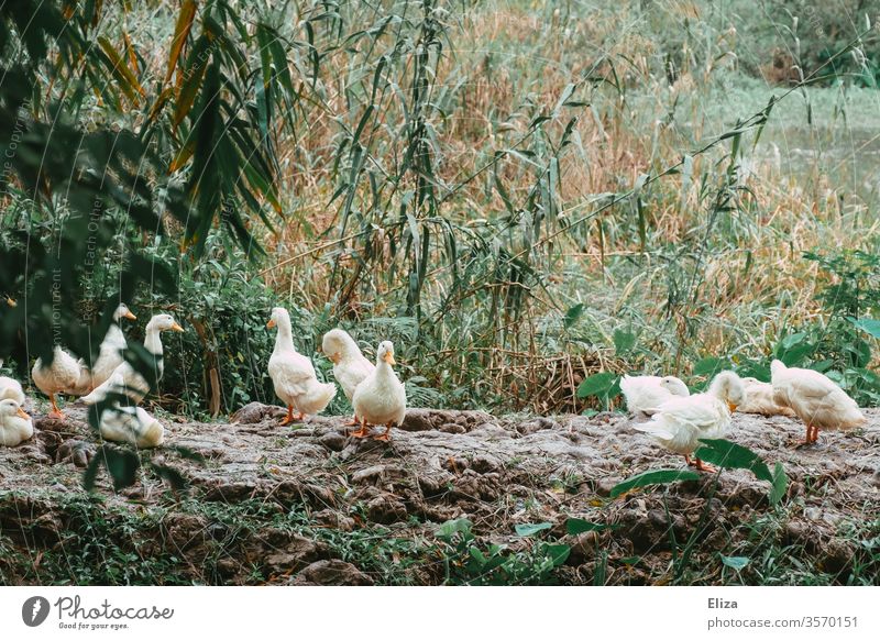 A group of geese out in the wild Nature Animal birds Wild animal Feather Goose Free reed Wild goose