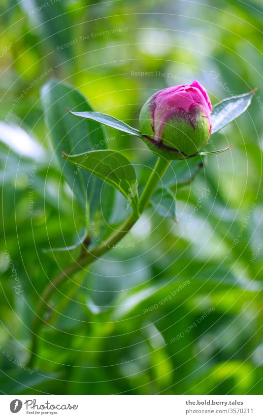 Peony bud pink/pink Whiting Rose bleed Blossoming Pink green leaves flowers Plant Nature Colour photo spring Summer Day Close-up Shallow depth of field Garden