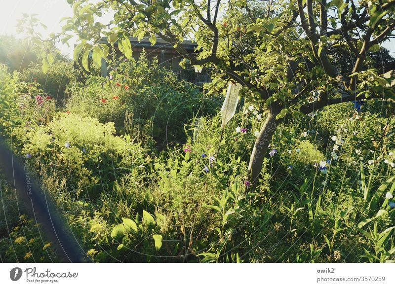 Through the meshes Garden out Exterior shot Idyll tree bottle Plant Wild Muddled Nature Colour photo Deserted Day bushes natural green Environment flowers