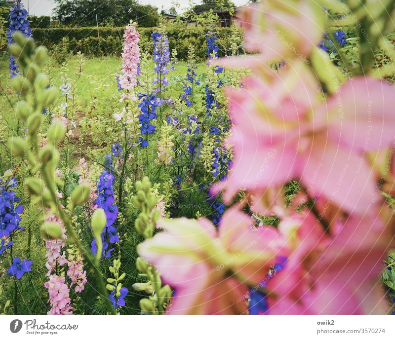 Blue and pink Lupines Garden out Exterior shot Nature Colour photo green Deserted Plant Day flowers spring bleed