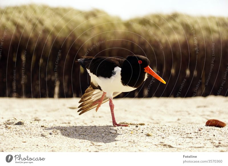 Bird yoga - or an oystercatcher stands on one leg on the dune of Helgoland and spreads his wings. Oyster catcher birds Animal Nature Exterior shot Colour photo
